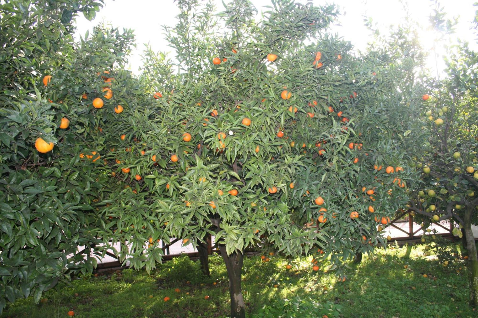 Azienda Agrituristica Vivi Natura Pompei Exterior photo